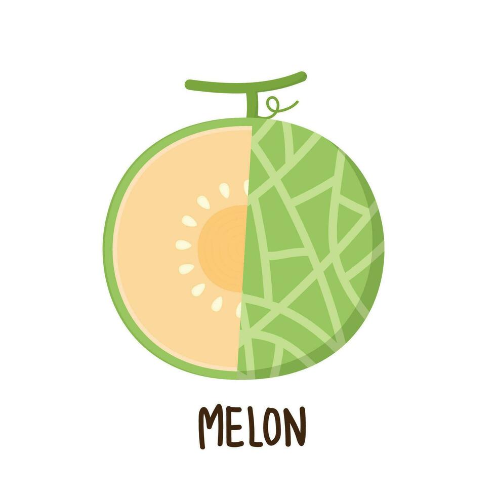 Melon logo vector. melon on white background. Half melon. vector