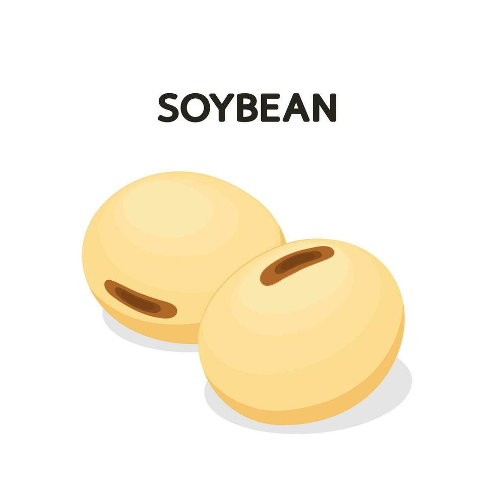 Soybean isolated vector. Soybean on white background. vector