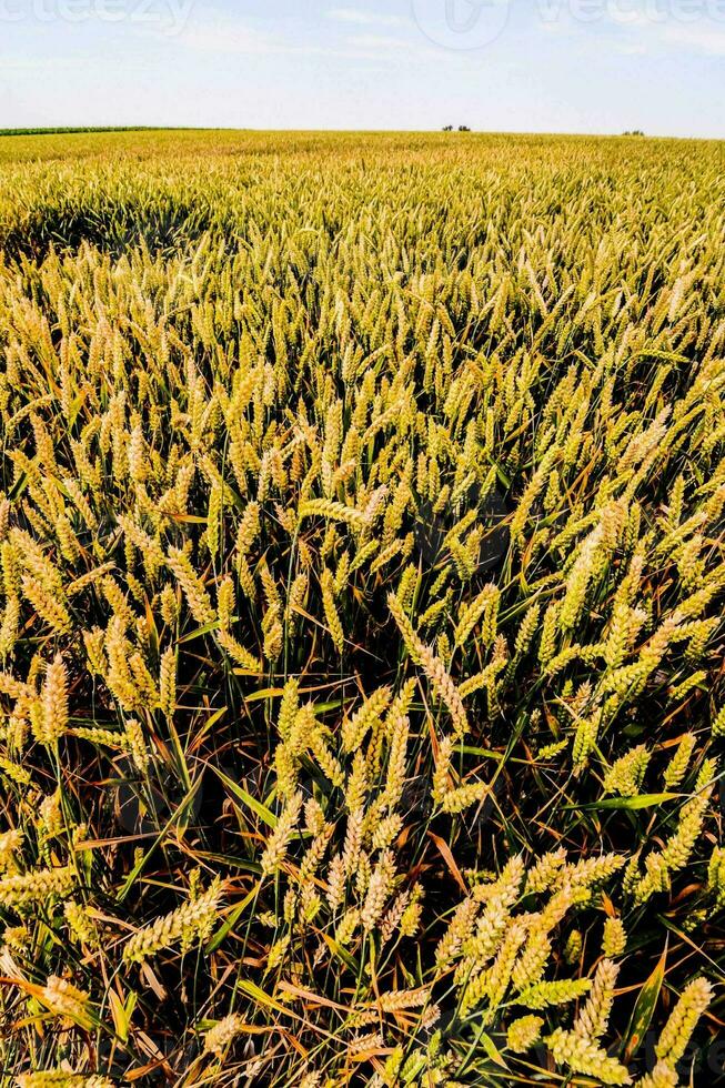 a field of ripe wheat in the middle of a field photo