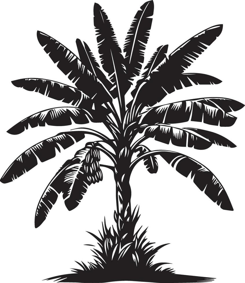 Banana tree vector silhouette illustration black color 4