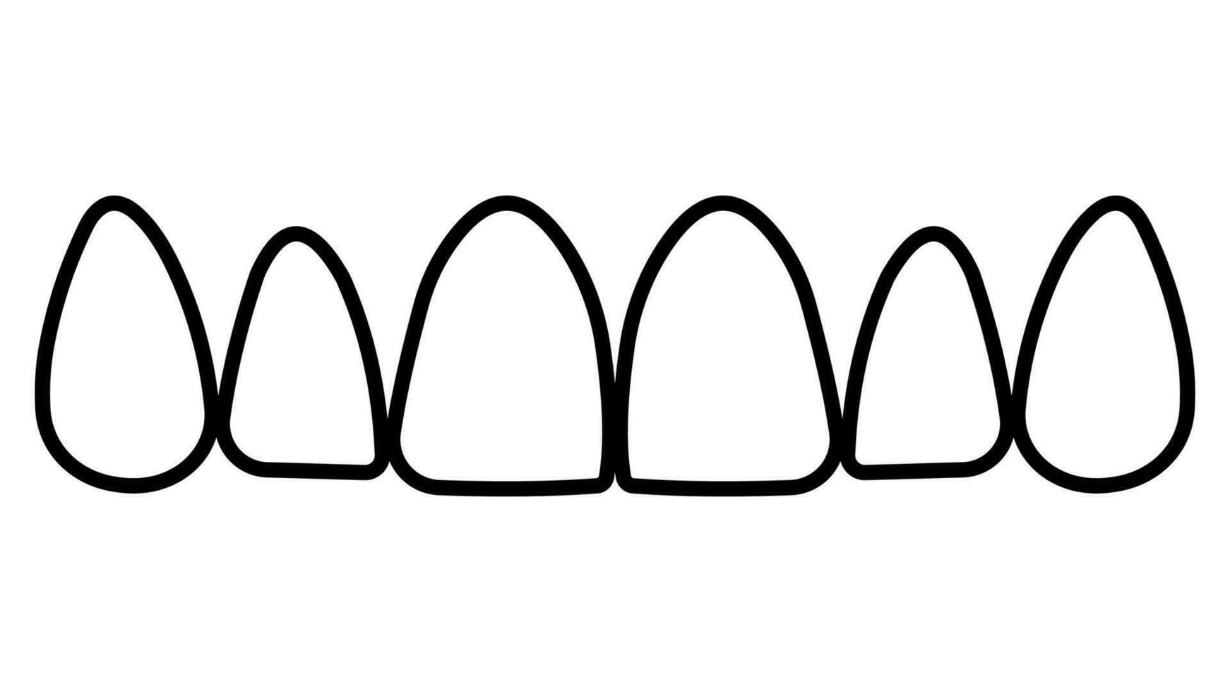 Contours tooth upper jaw, frontal teeth incisors and canines vector