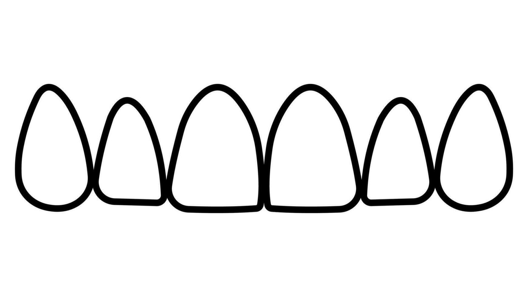 Contours tooth upper jaw, frontal teeth incisors and canines vector