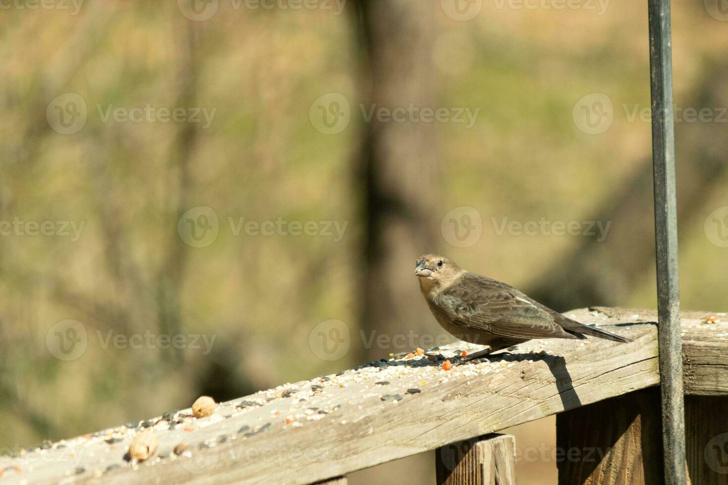 This cute little cowbird was sitting on the railing of the deck surrounded by birdseed. This is a female bird due to the brown plumage. The little light brown head adds to the different tones. photo