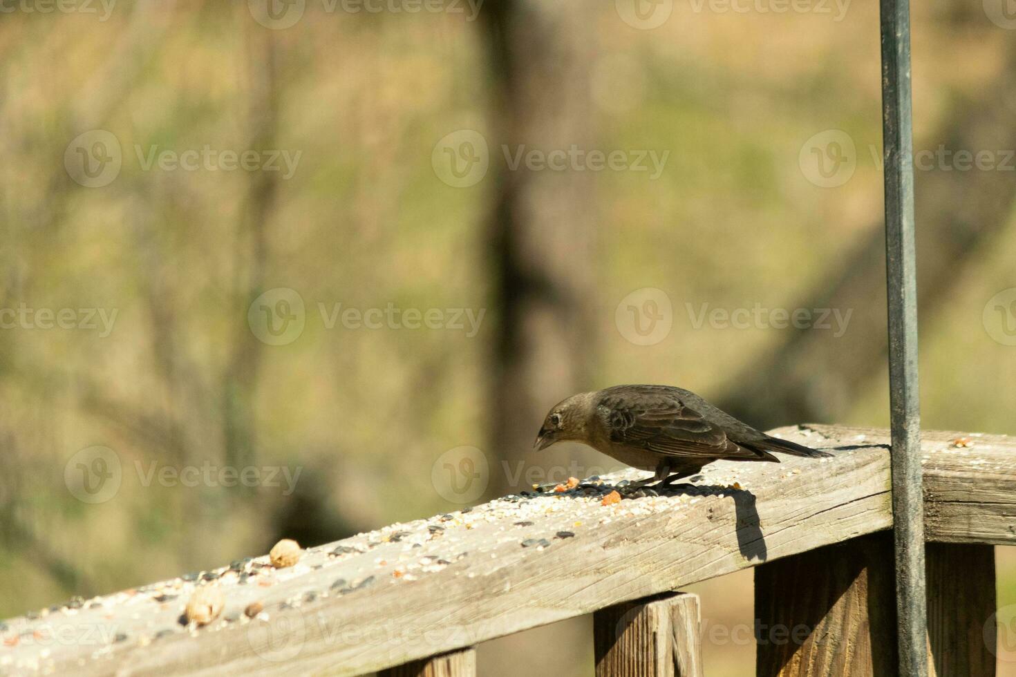 This cute little cowbird was sitting on the railing of the deck surrounded by birdseed. This is a female bird due to the brown plumage. The little light brown head adds to the different tones. photo