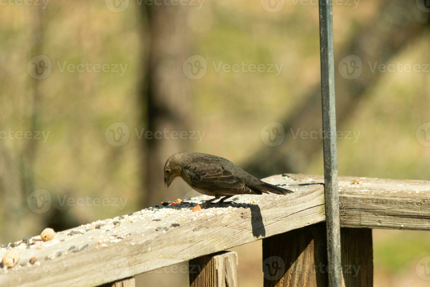 This cute little cowbird was sitting on the railing of the deck surrounded by birdseed. This is a female bird due to the brown plumage. The little light brown head adds to the different tones. photo