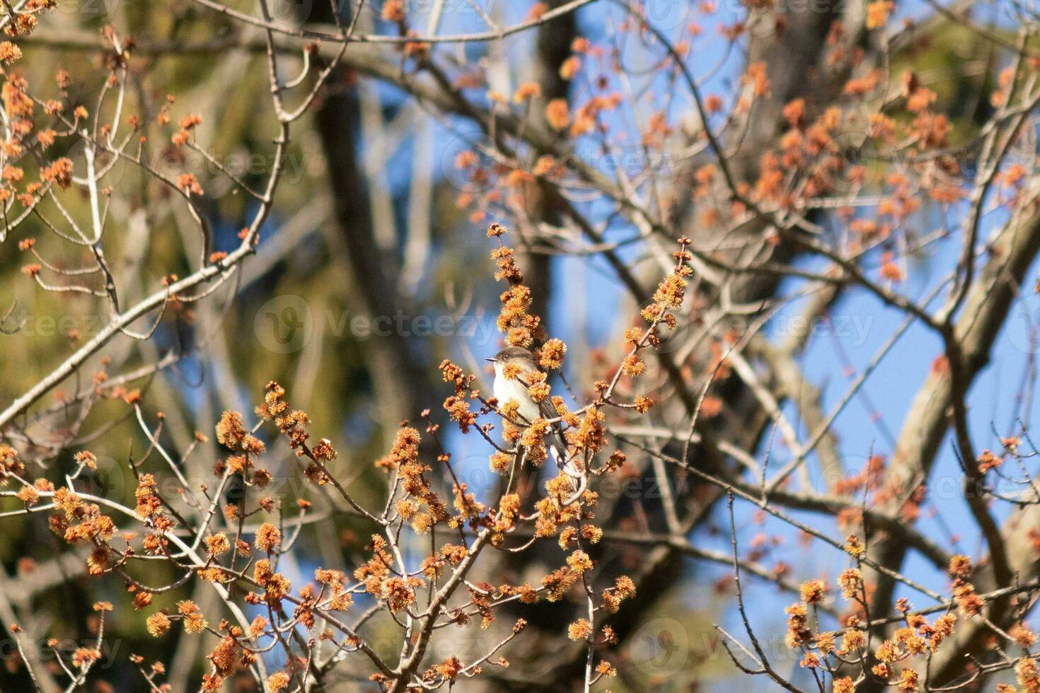 oriental Phoebe encaramado en un árbol. el pájaro es conocido como un tirano mosquero y molesto a esconder desde sus presa. el aviar es visto entre flor brotes y ramas mezcla. su marrón cuerpo mezcla en. foto