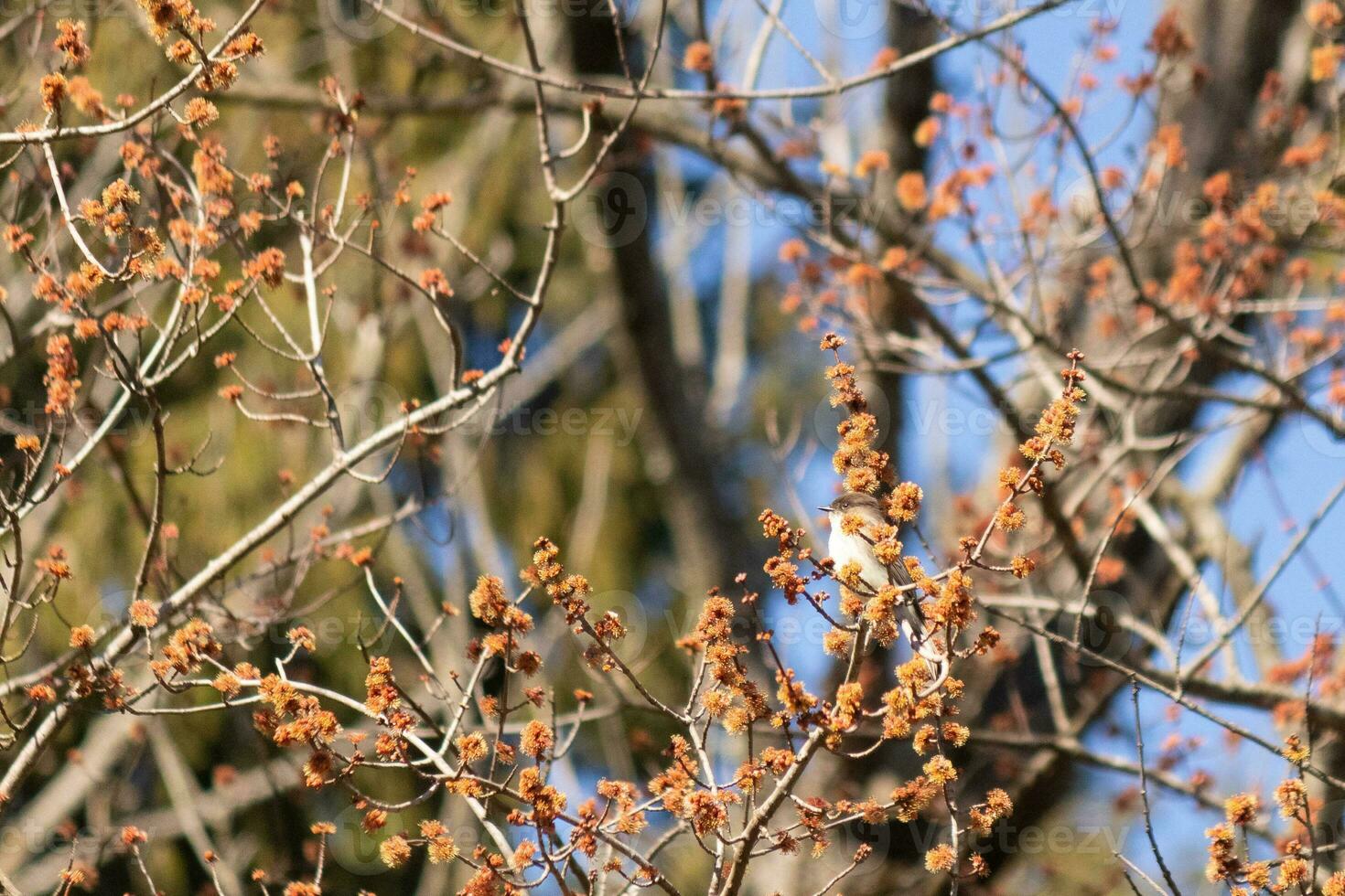 Eastern phoebe perched in a tree. The bird is known as a tyrant flycatcher and trying to hide from its prey. The avian is seen among flower buds and branches blending. His brown body blending in. photo