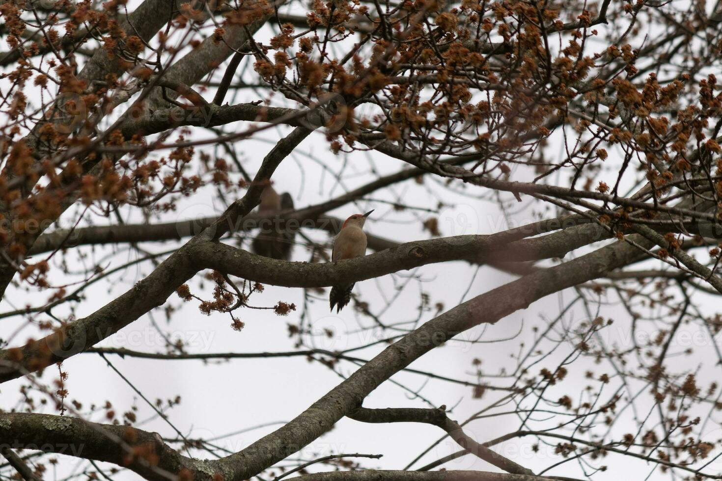 esta hermosa vientre rojo pájaro carpintero se sentó encaramado en el rama de el árbol. el pequeño rojo cabeza palos fuera con blanco cuerpo. el árbol él es en tiene oscuro parque y bonito marrón flor brotes foto