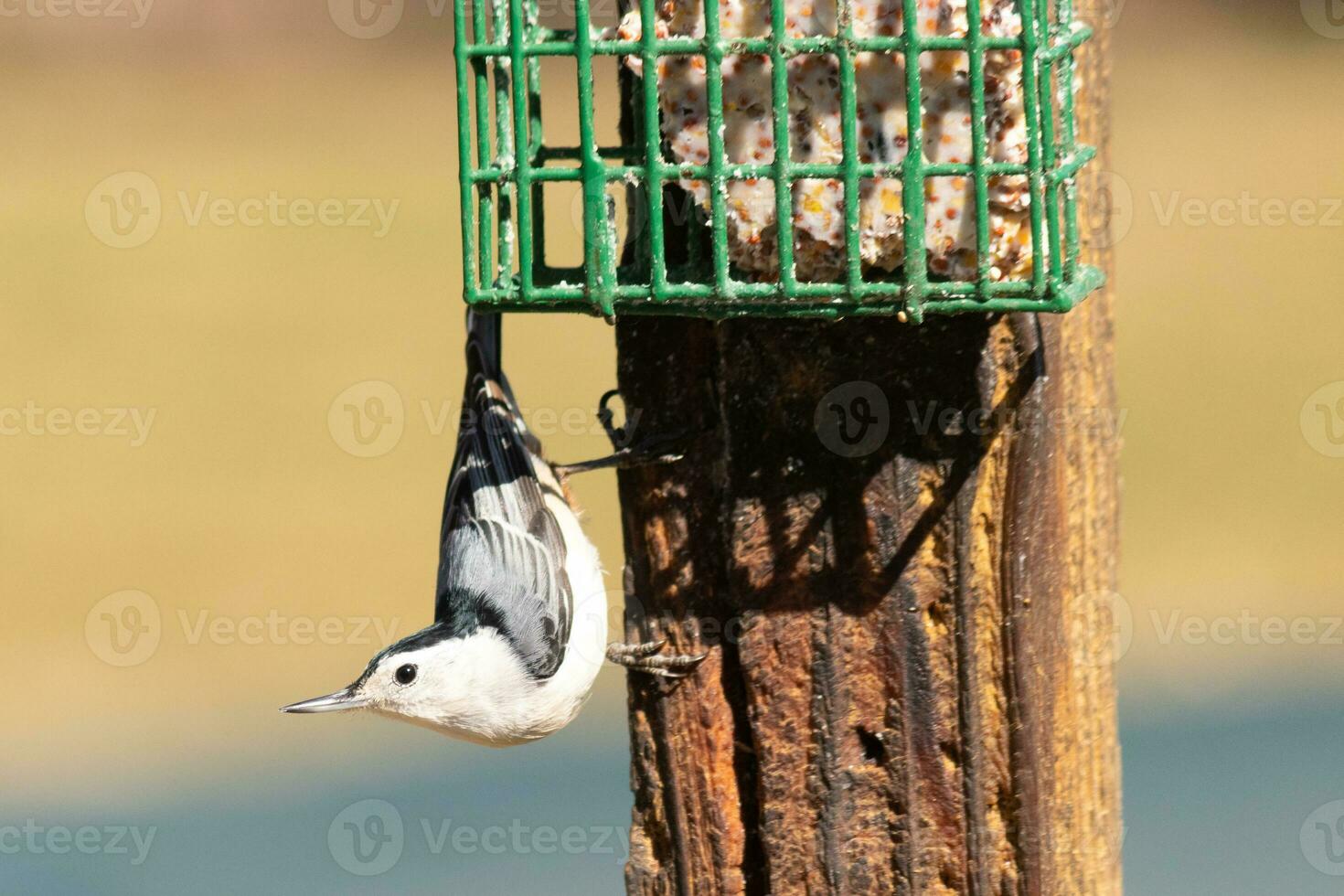 This little nuthatch bird came to the suet feeder for some food. This small bird has black and white colors like a penguin. He is clinging to the brown wooden post. photo