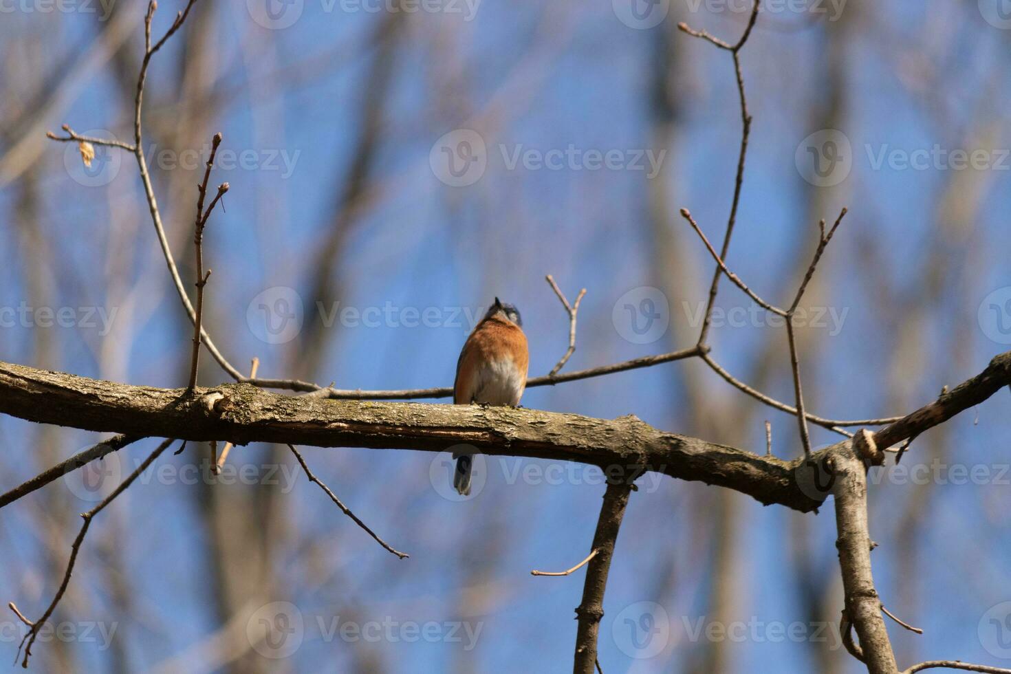 Cute little bluebird sat perched on this tree branch to look around for food. His rusty orange belly with a white patch stands out from the blue on his head. These little avian feels safe up here. photo