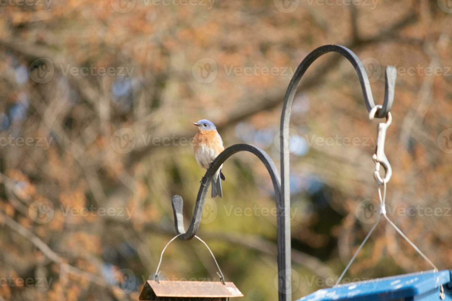 This beautiful bluebird came out to the shepherds hook to rest. The little avian sat on the metal pole for a bit. His rusty orange belly with a white patch stands out from his blue head and dark eyes. photo