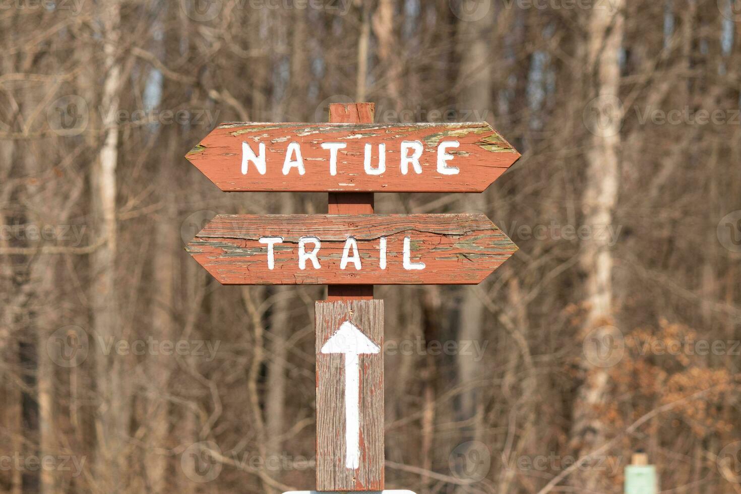 This sign in the woods marks the area of the trail. Helping to keep hikers from getting them lost and leading the way. The brown paint looks worn and chipping. The white letters standing out. photo