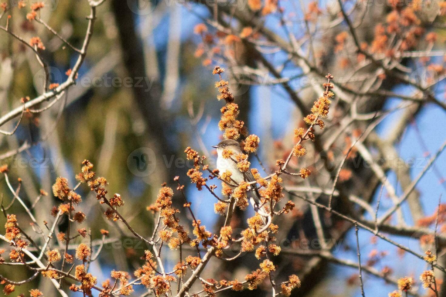 Eastern phoebe perched in a tree. The bird is known as a tyrant flycatcher and trying to hide from its prey. The avian is seen among flower buds and branches blending. His brown body blending in. photo