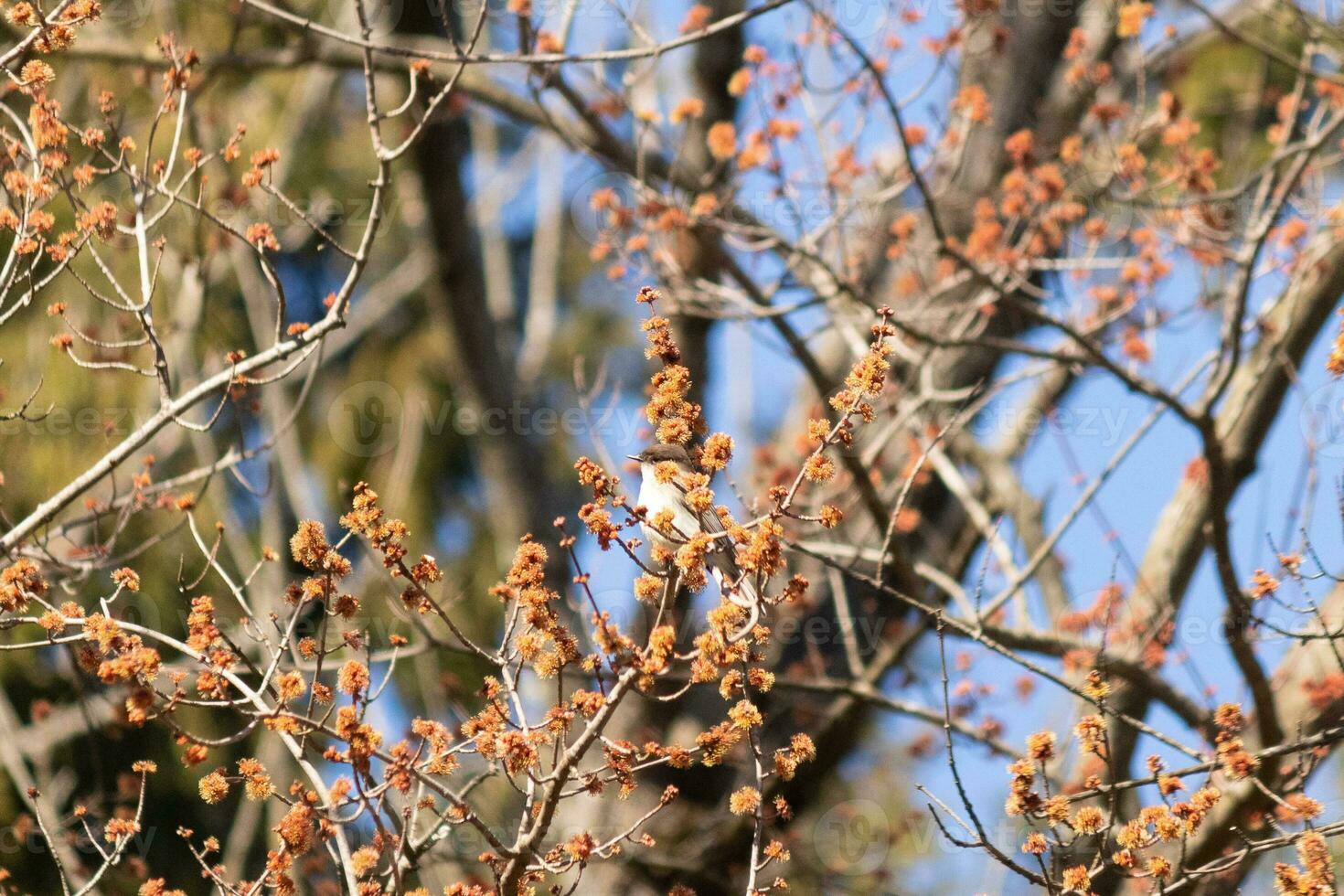 Eastern phoebe perched in a tree. The bird is known as a tyrant flycatcher and trying to hide from its prey. The avian is seen among flower buds and branches blending. His brown body blending in. photo