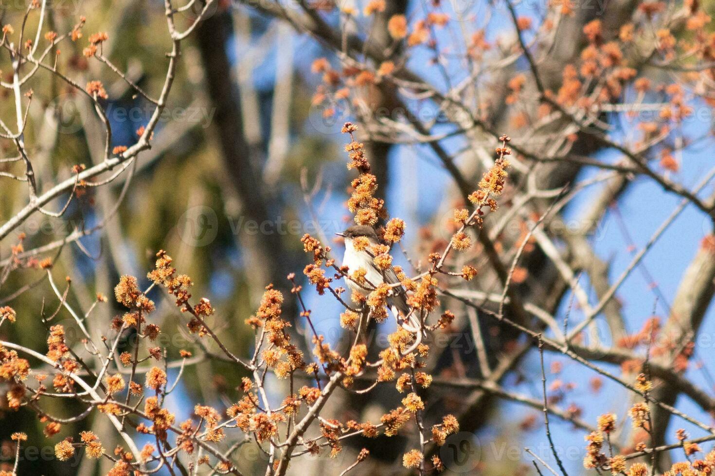 Eastern phoebe perched in a tree. The bird is known as a tyrant flycatcher and trying to hide from its prey. The avian is seen among flower buds and branches blending. His brown body blending in. photo