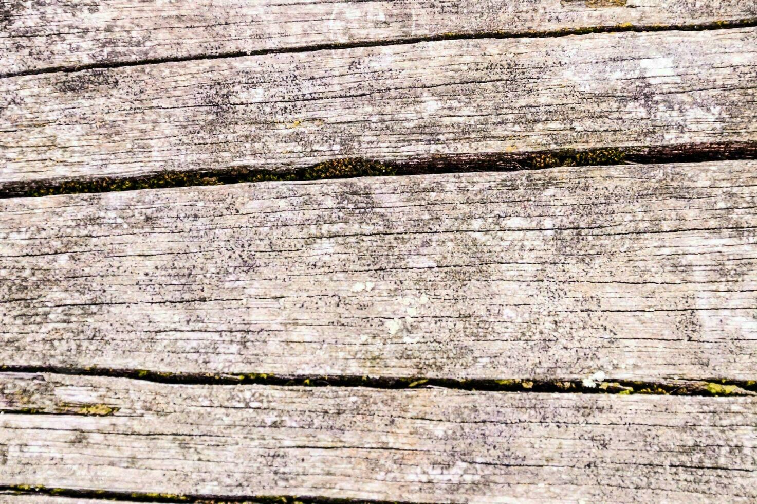 a close up of a wooden plank with some moss on it photo