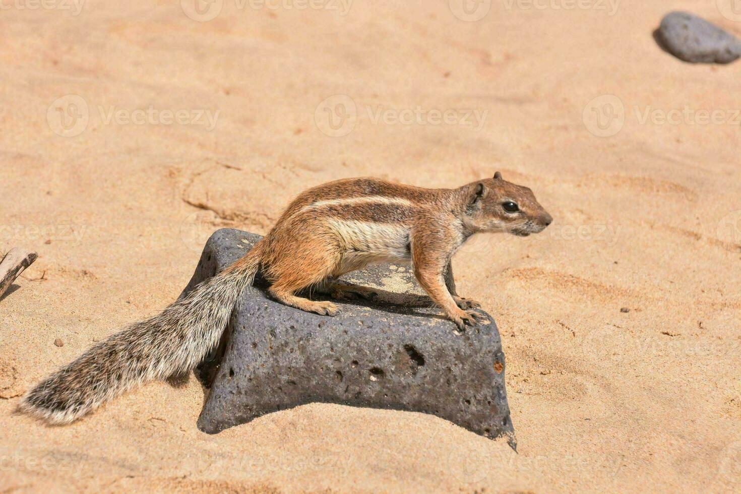 a squirrel sitting on a rock in the sand photo