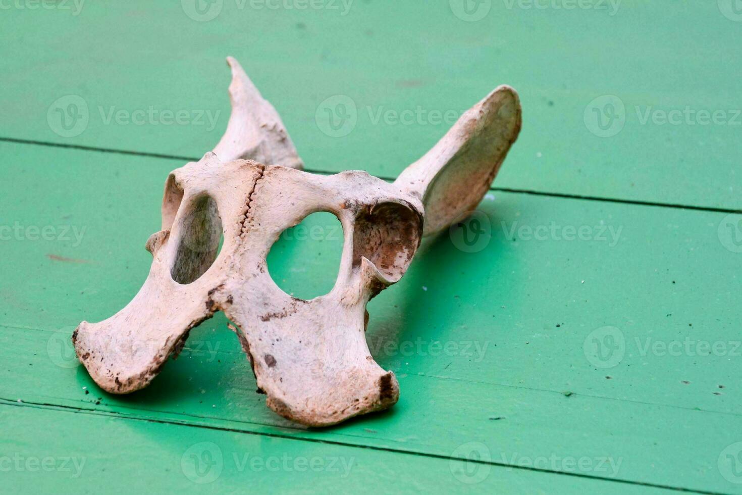 a skull mask with a large nose on a green floor photo