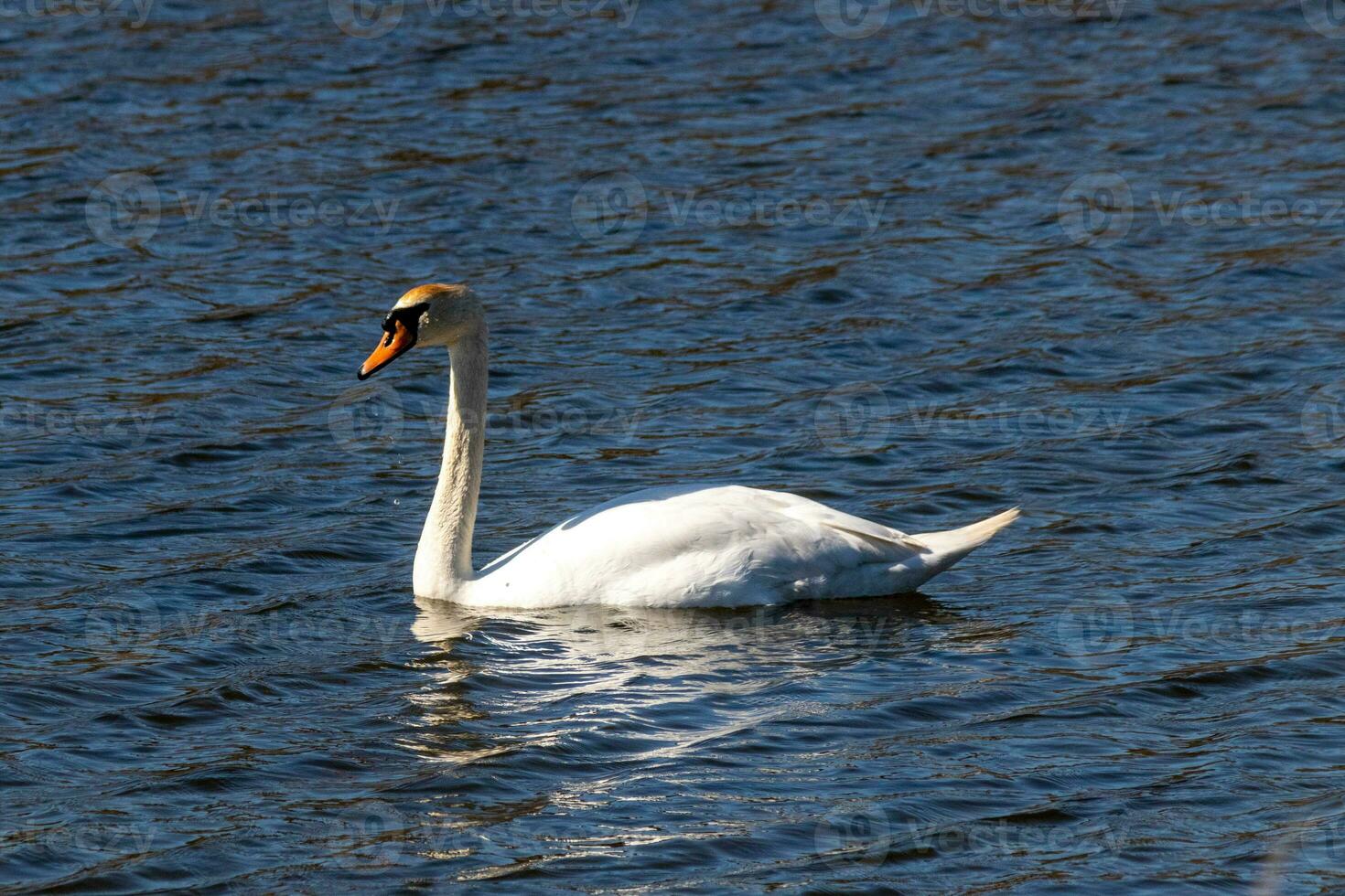 This beautiful swan is calmly swimming across this calm pond. The very long neck is reach out with her eyes looking around for food. The pretty orange beak is ready to scoop up whatever comes. photo