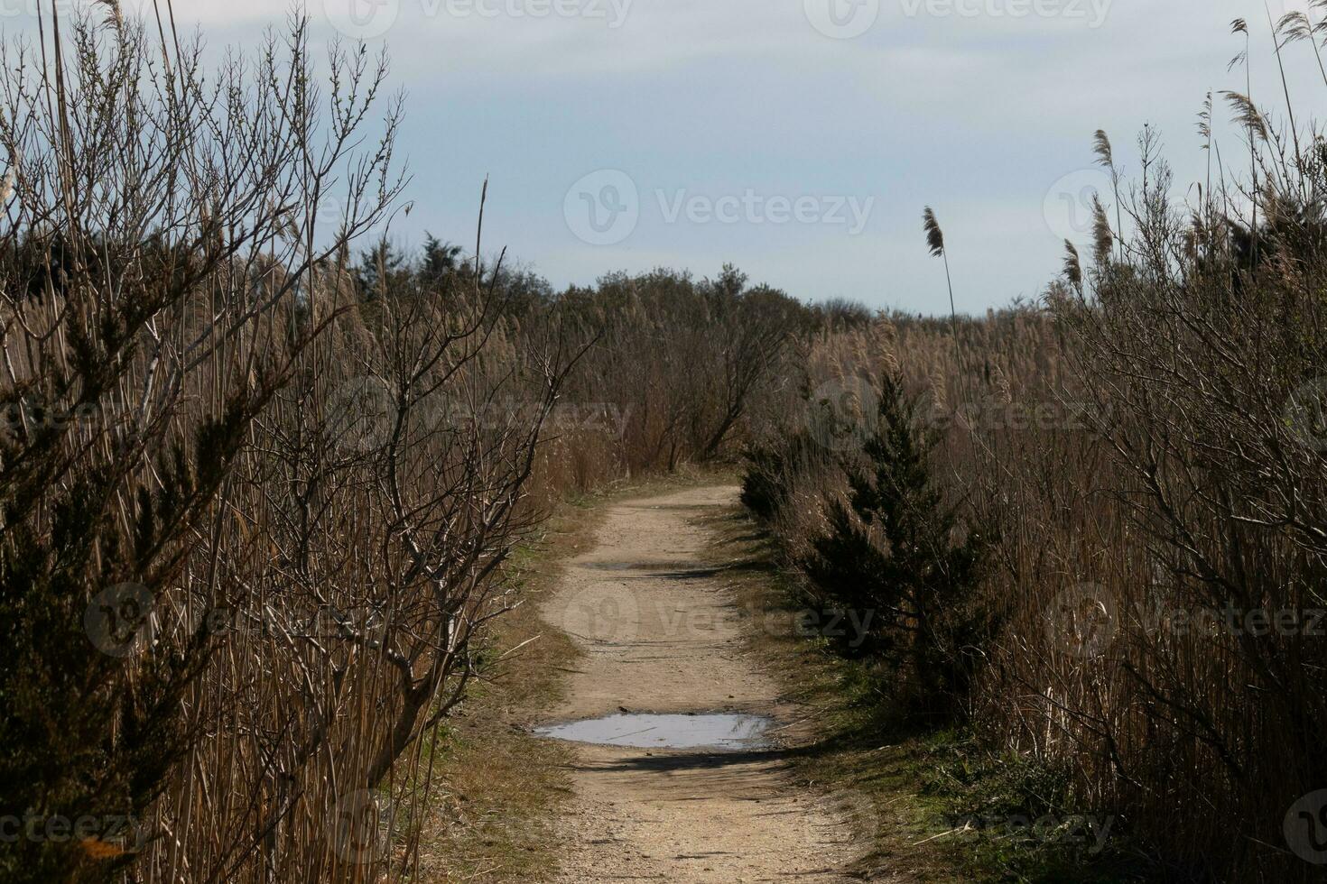I love the look of this beautiful dirt path running through the brown foliage. This image almost has a Fall or beach look to it. The tall overgrown grass looks pretty in this nature preserve. photo