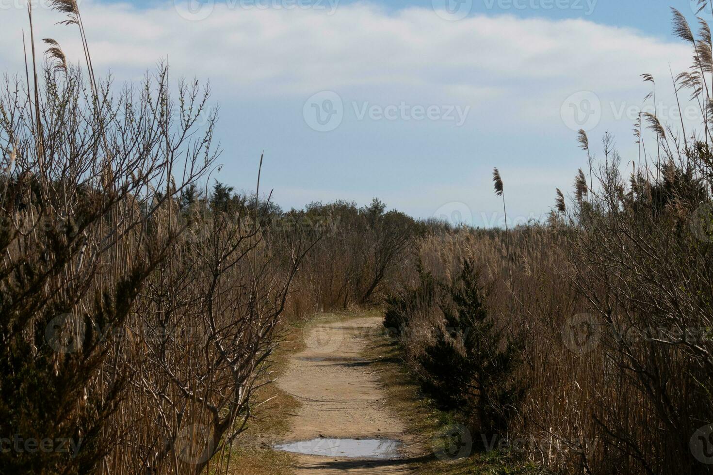 I love the look of this beautiful dirt path running through the brown foliage. This image almost has a Fall or beach look to it. The tall overgrown grass looks pretty in this nature preserve. photo