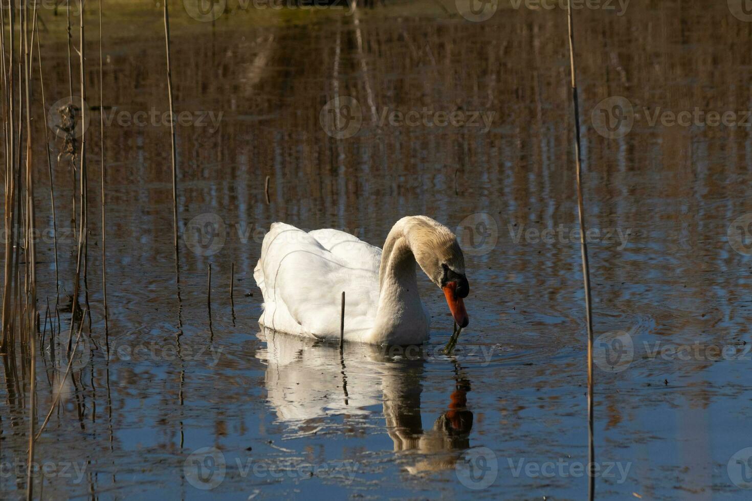 yo amor el Mira de esta hermosa blanco cisne nadando mediante esta estanque. el grande blanco pájaro parece bastante pacífico. el reflexión debajo esta aviar es De Verdad bonito en el todavía agua. foto