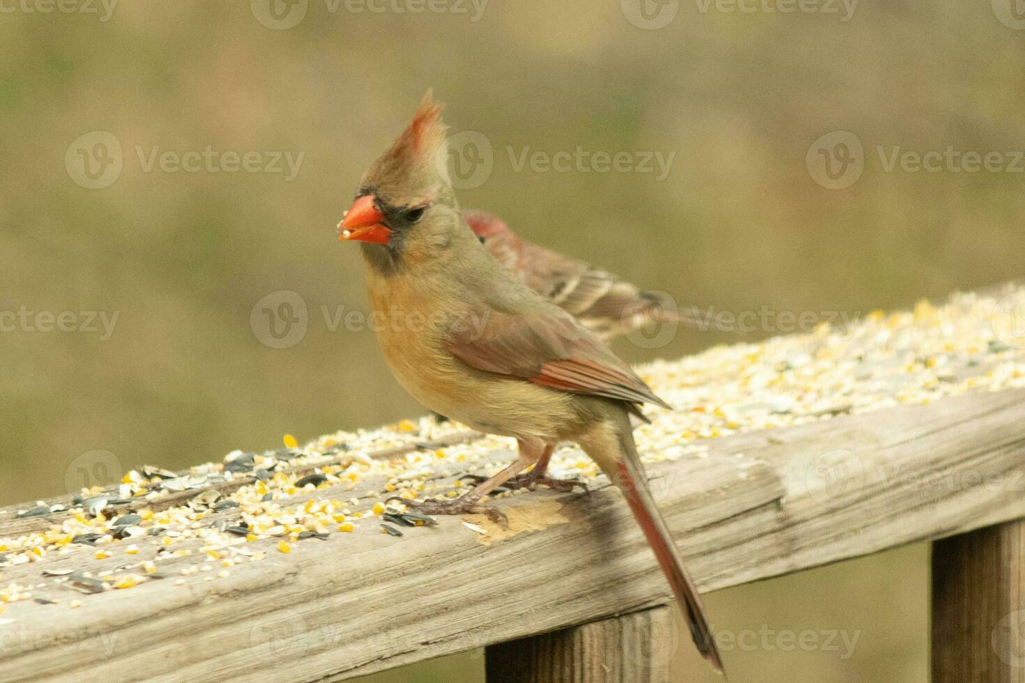 Female cardinal coming out to the wooden railing for birdseed. Her brown feathers are designed for camouflage as opposed to the bright red of the male. Her little orange beak pointed outward. photo