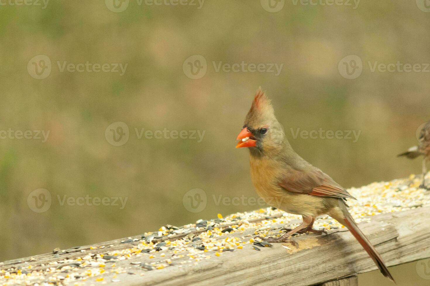 Female cardinal coming out to the wooden railing for birdseed. Her brown feathers are designed for camouflage as opposed to the bright red of the male. Her little orange beak pointed outward. photo