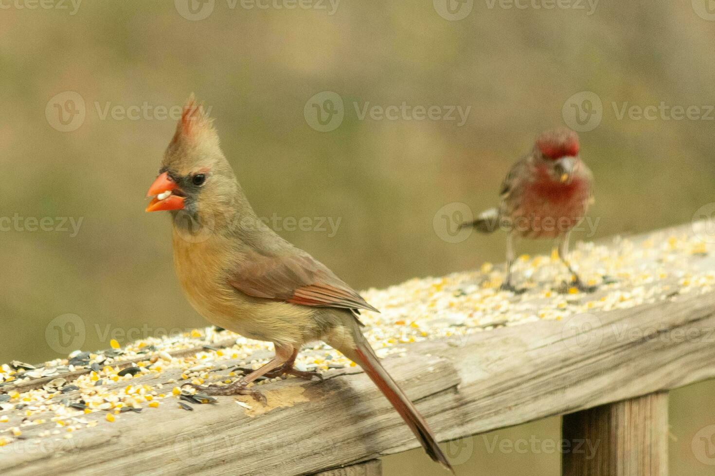 Female cardinal coming out to the wooden railing for birdseed. Her brown feathers are designed for camouflage as opposed to the bright red of the male. Her little orange beak pointed outward. photo