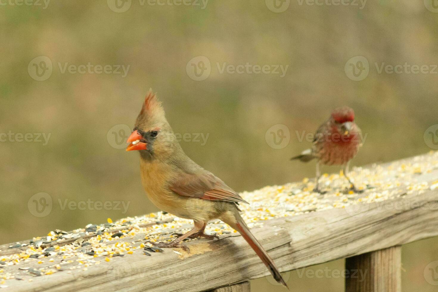 Female cardinal coming out to the wooden railing for birdseed. Her brown feathers are designed for camouflage as opposed to the bright red of the male. Her little orange beak pointed outward. photo