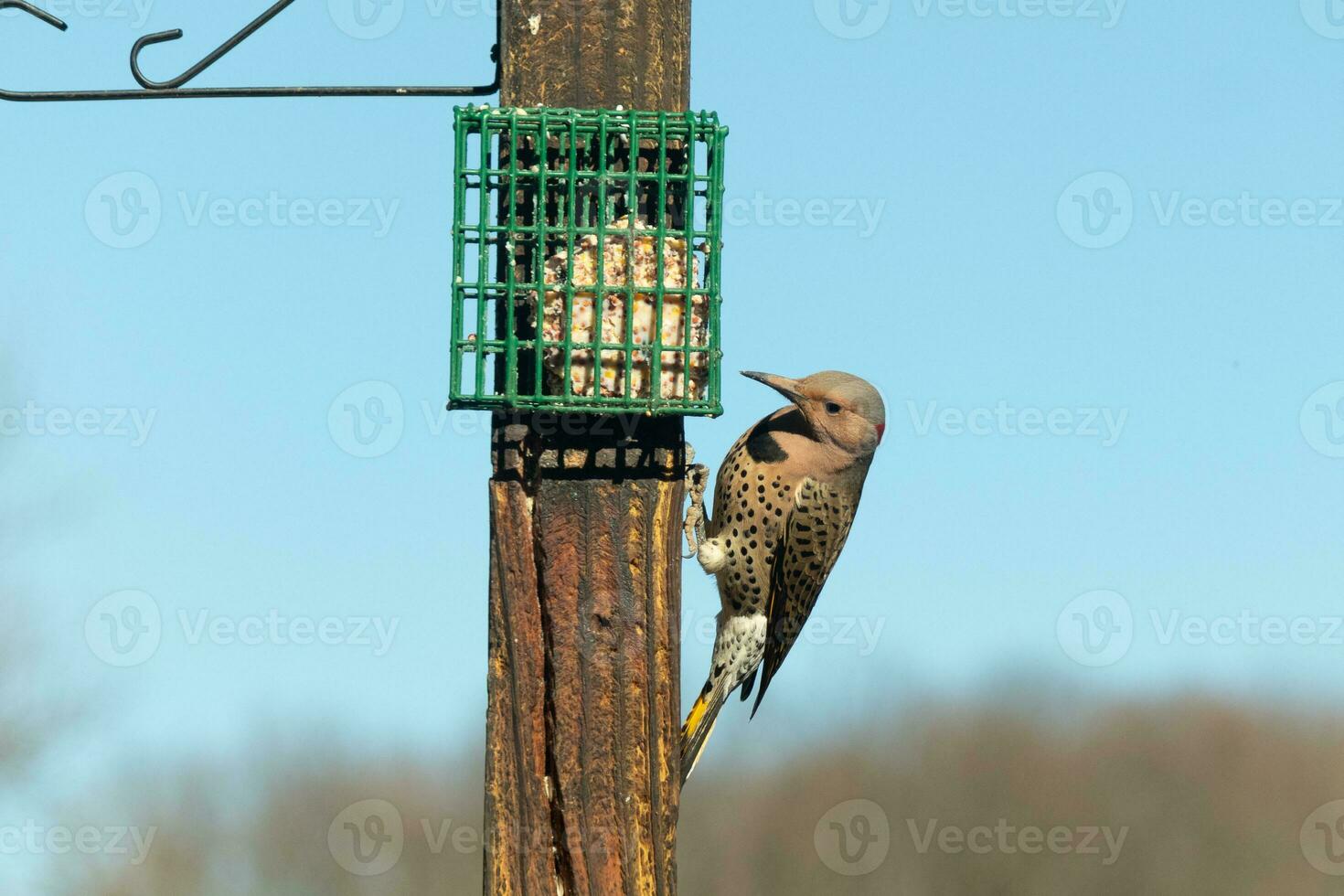 Pretty northern flicker came out to get some suet. He is a large type of woodpecker. His gold-colored feathers shine a bit in the sun. The black speckles throughout his plumage helps for camouflage. photo