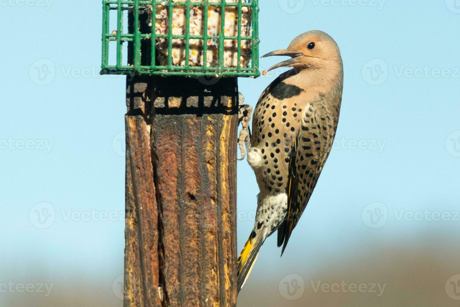 Pretty northern flicker came out to get some suet. He is a large type of woodpecker. His gold-colored feathers shine a bit in the sun. The black speckles throughout his plumage helps for camouflage. photo