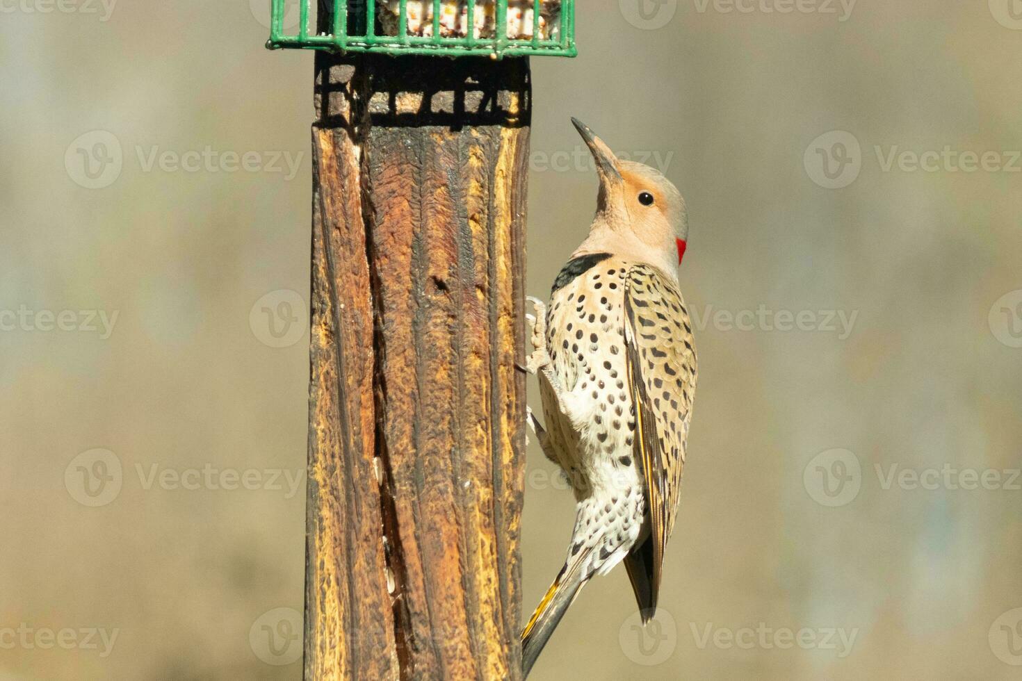 Pretty northern flicker came out to get some suet. He is a large type of woodpecker. His gold-colored feathers shine a bit in the sun. The black speckles throughout his plumage helps for camouflage. photo