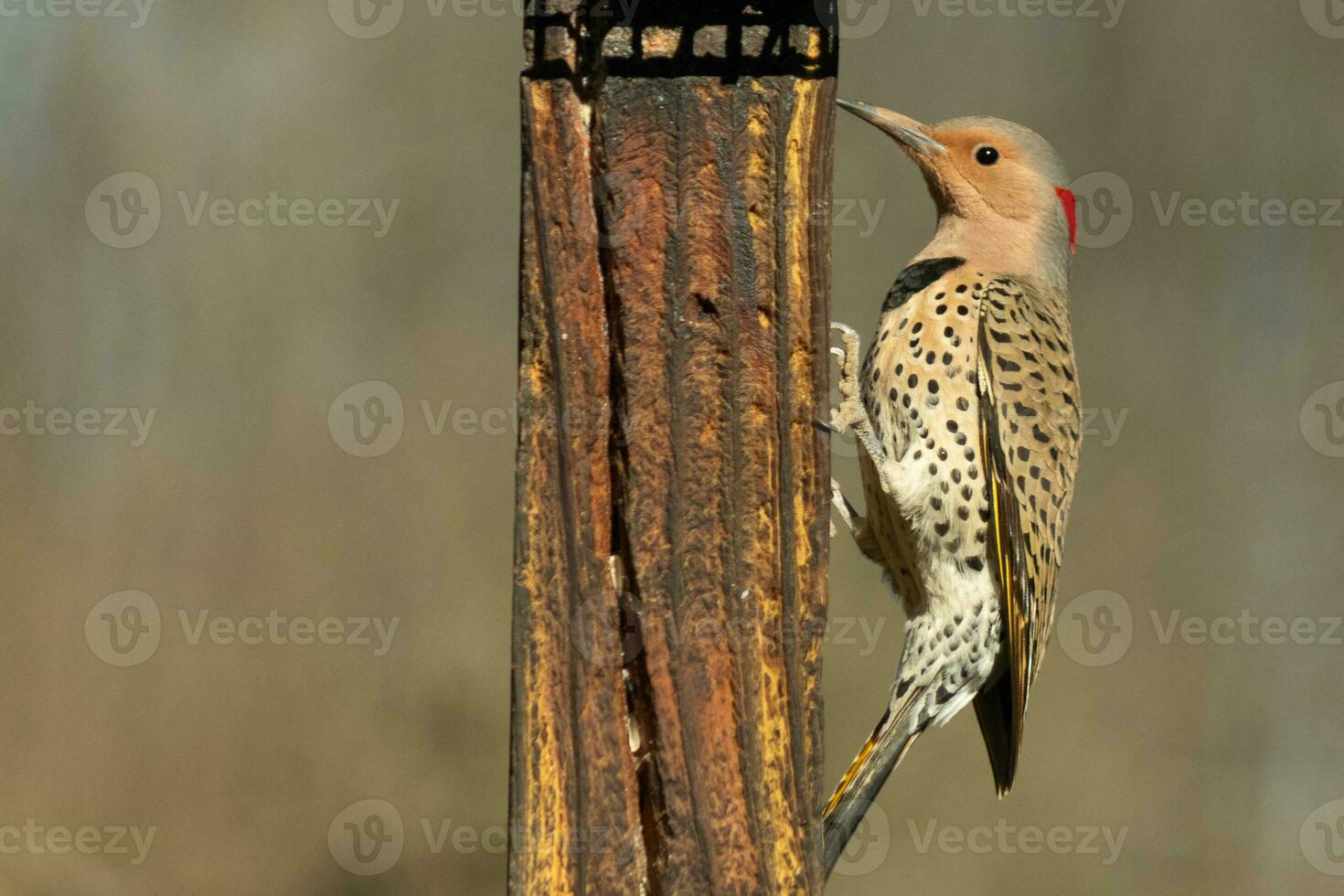 Pretty northern flicker came out to get some suet. He is a large type of woodpecker. His gold-colored feathers shine a bit in the sun. The black speckles throughout his plumage helps for camouflage. photo