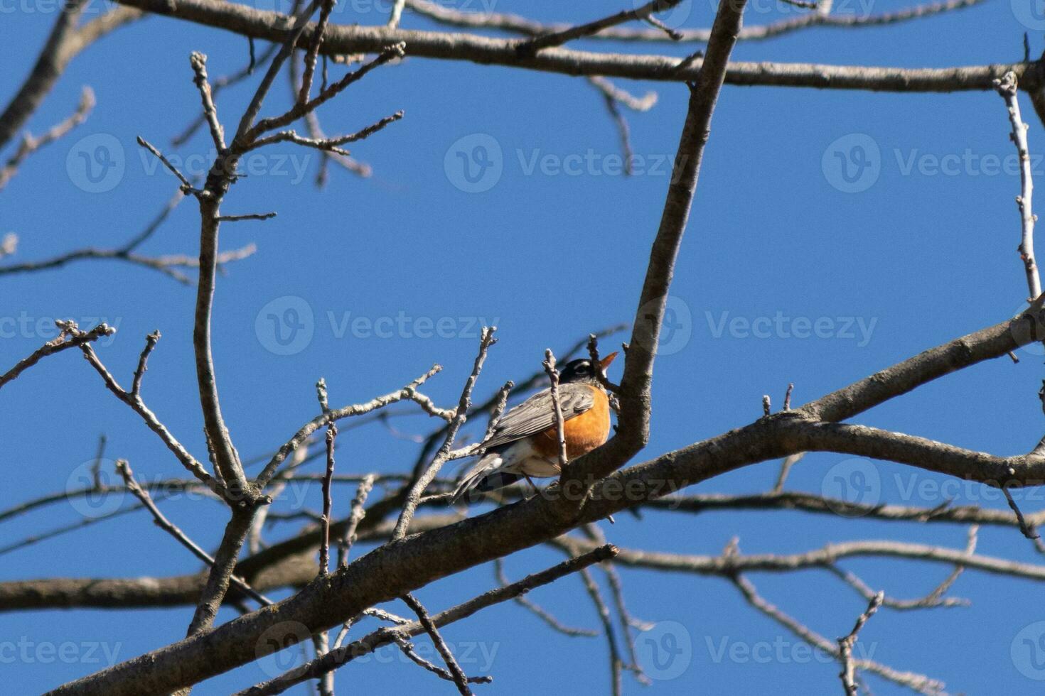 Beautiful robin perched in the tree. His black feathers blending in with the bare branches. His little orange belly stands out. The limbs of the tree do not have leaves due to the winter season. photo