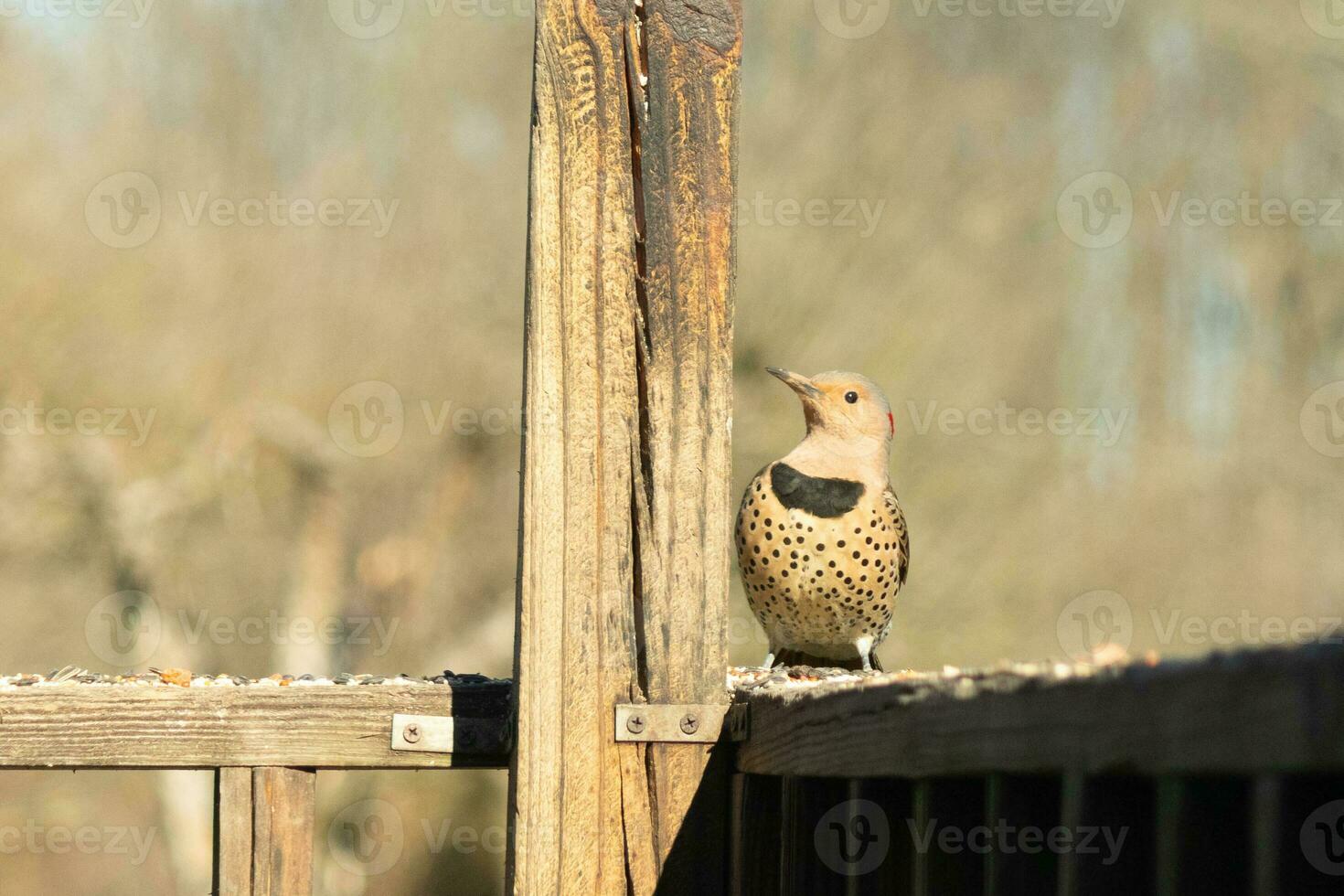 Northern flicker posing on the railing. His chest puffed out and looking stoic. His gold plumage with black speckles helps for camouflage. The little black bib stands out. This is a large woodpecker. photo