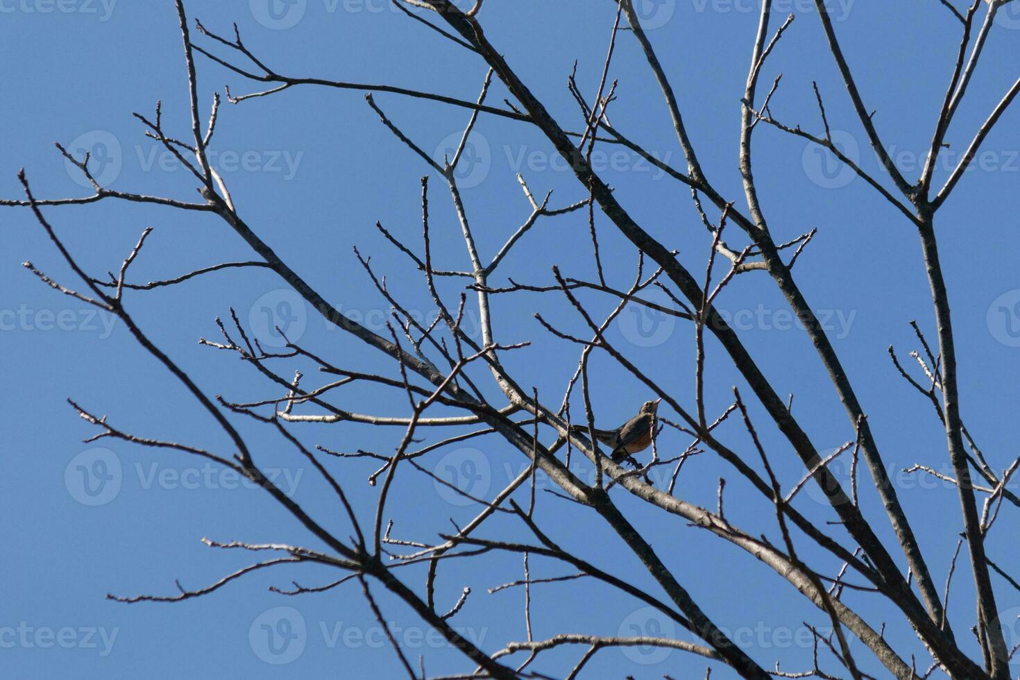 Beautiful robin perched in the tree. His black feathers blending in with the bare branches. His little orange belly stands out. The limbs of the tree do not have leaves due to the winter season. photo