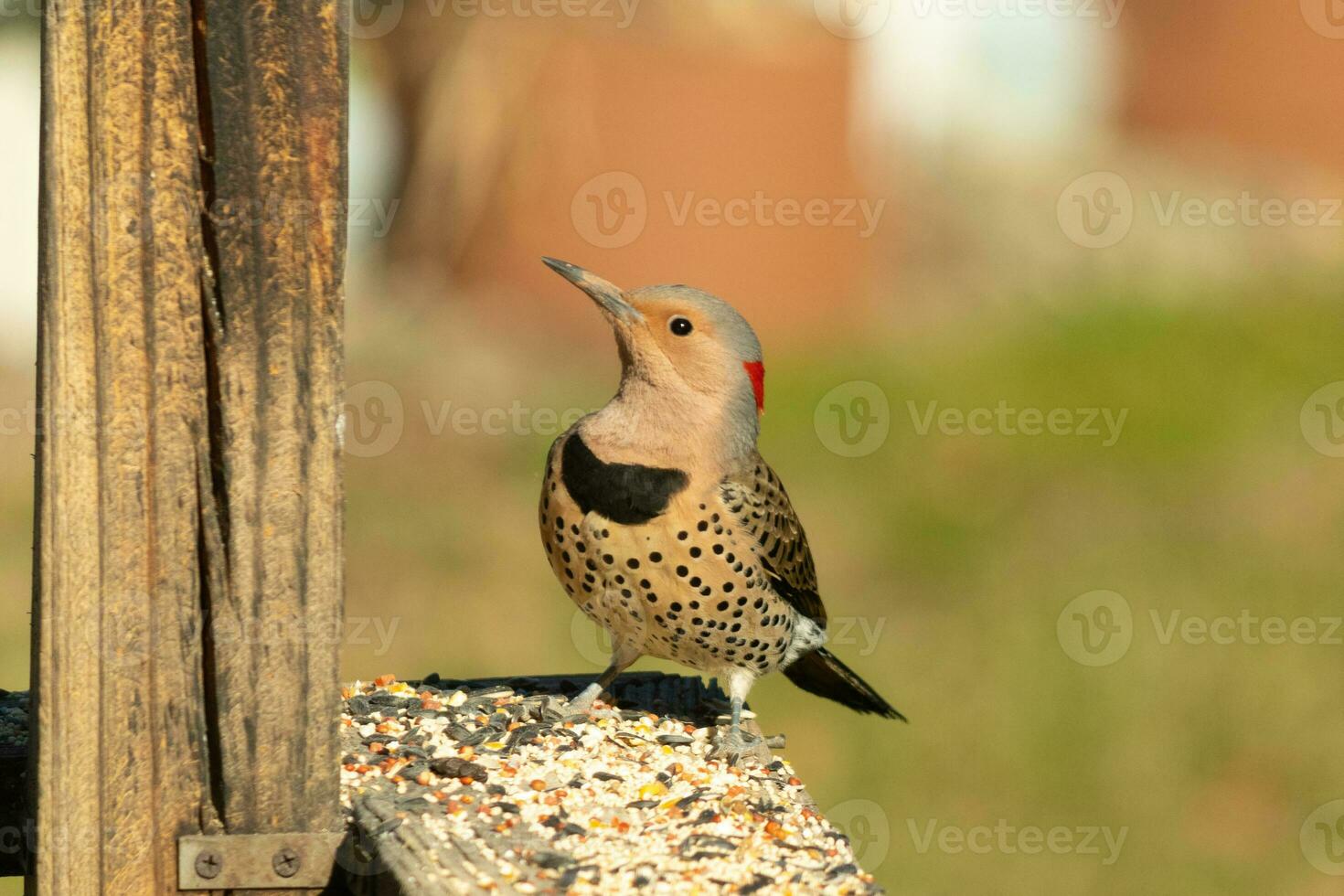 Northern flicker posing on the railing. His chest puffed out and looking stoic. His gold plumage with black speckles helps for camouflage. The little black bib stands out. This is a large woodpecker. photo
