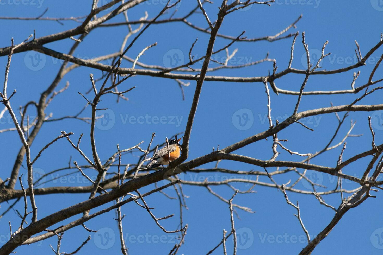 hermosa Robin encaramado en el árbol. su negro plumas mezcla en con el desnudo sucursales. su pequeño naranja barriga soportes afuera. el extremidades de el árbol hacer no tener hojas debido a el invierno estación. foto