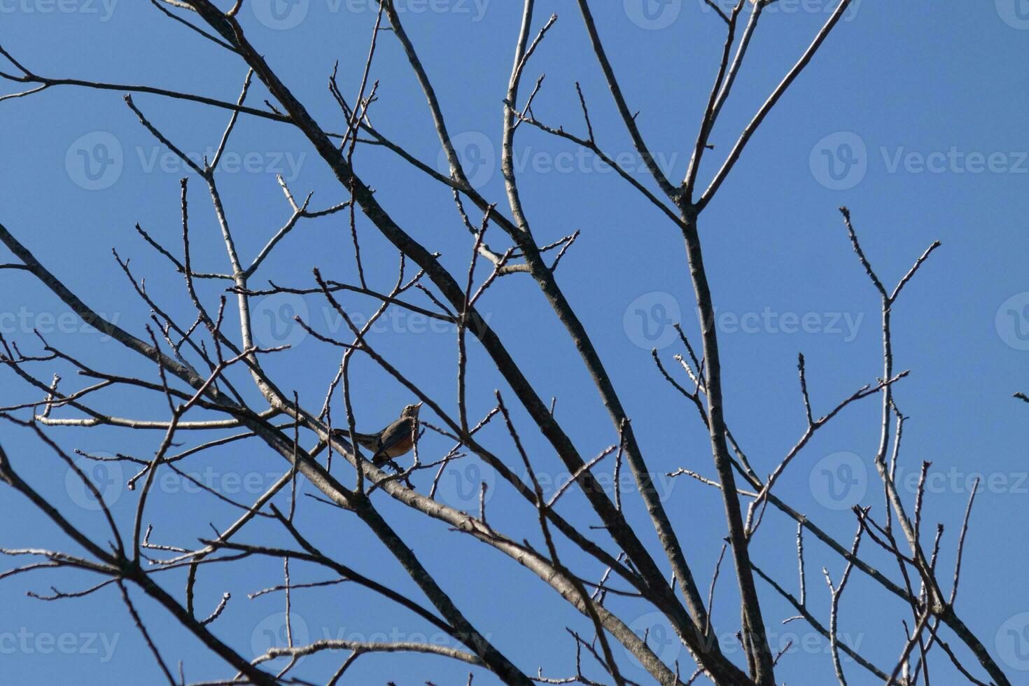 Beautiful robin perched in the tree. His black feathers blending in with the bare branches. His little orange belly stands out. The limbs of the tree do not have leaves due to the winter season. photo