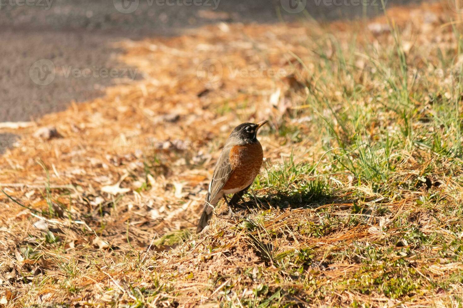 Beautiful robin standing in the grass with brown colors all around. This bird to many means Spring. The avian has a dark black body with an orange belly. It almost looks like a star around his eye. photo