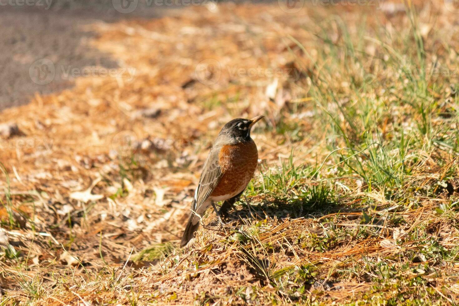 Beautiful robin standing in the grass with brown colors all around. This bird to many means Spring. The avian has a dark black body with an orange belly. It almost looks like a star around his eye. photo