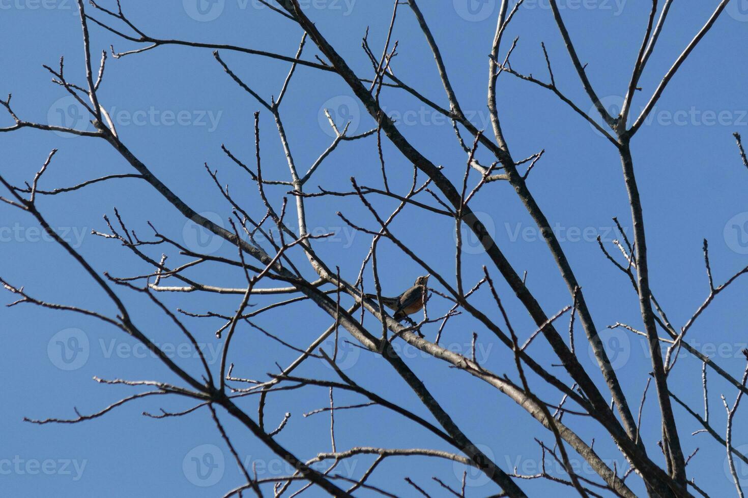 Beautiful robin perched in the tree. His black feathers blending in with the bare branches. His little orange belly stands out. The limbs of the tree do not have leaves due to the winter season. photo