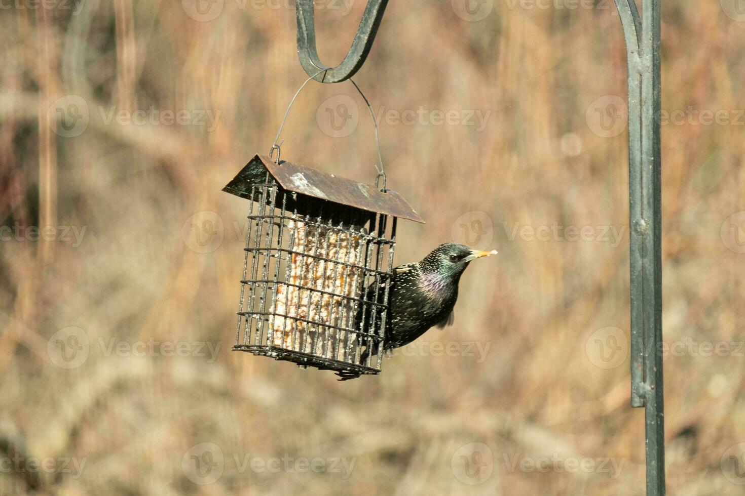 European starling coming to visit the suet cage. The bird is black and has white speckle. The feathers shine with a rainbow color like oil in water. These are invasive species. photo