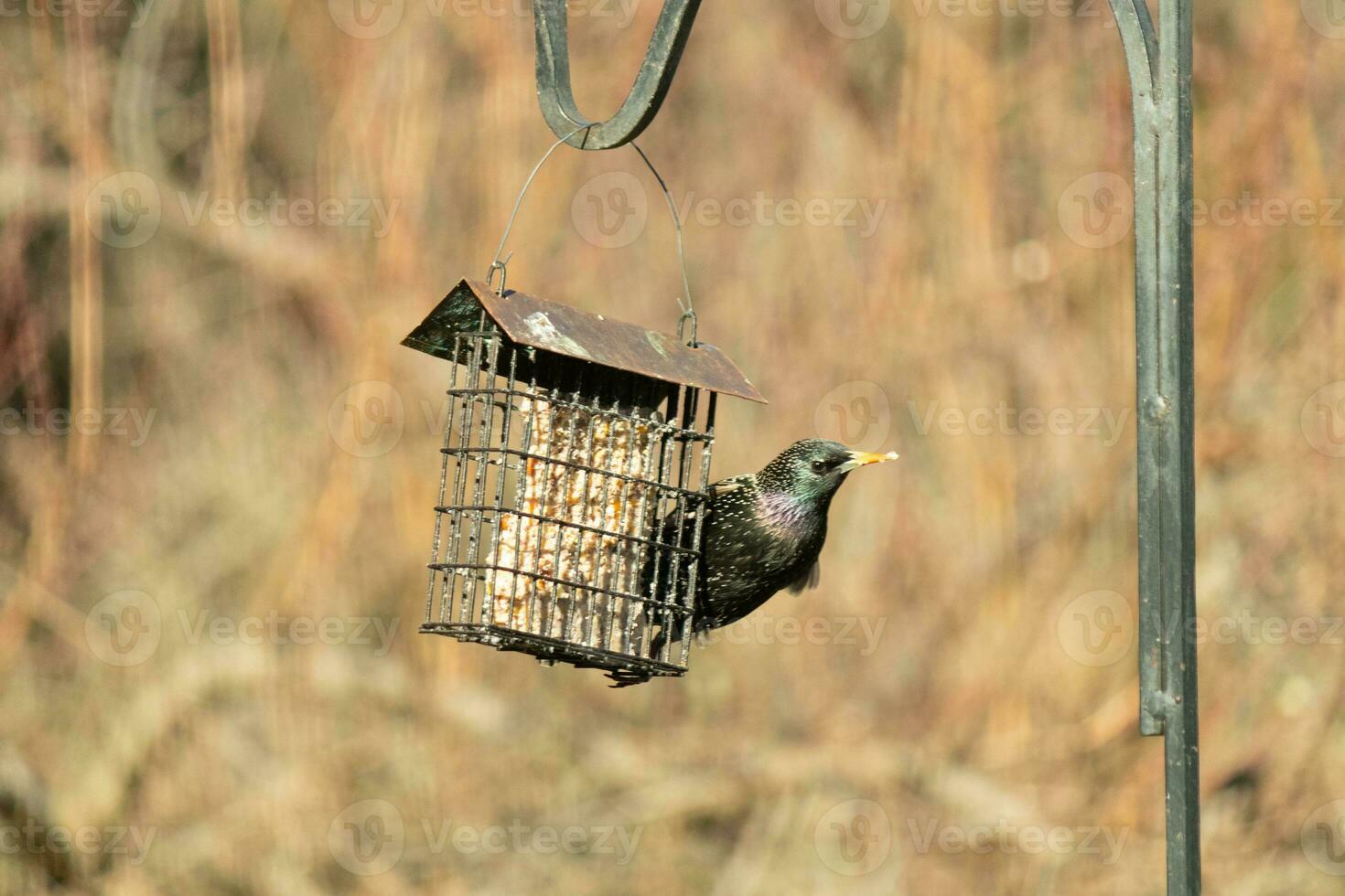 European starling coming to visit the suet cage. The bird is black and has white speckle. The feathers shine with a rainbow color like oil in water. These are invasive species. photo
