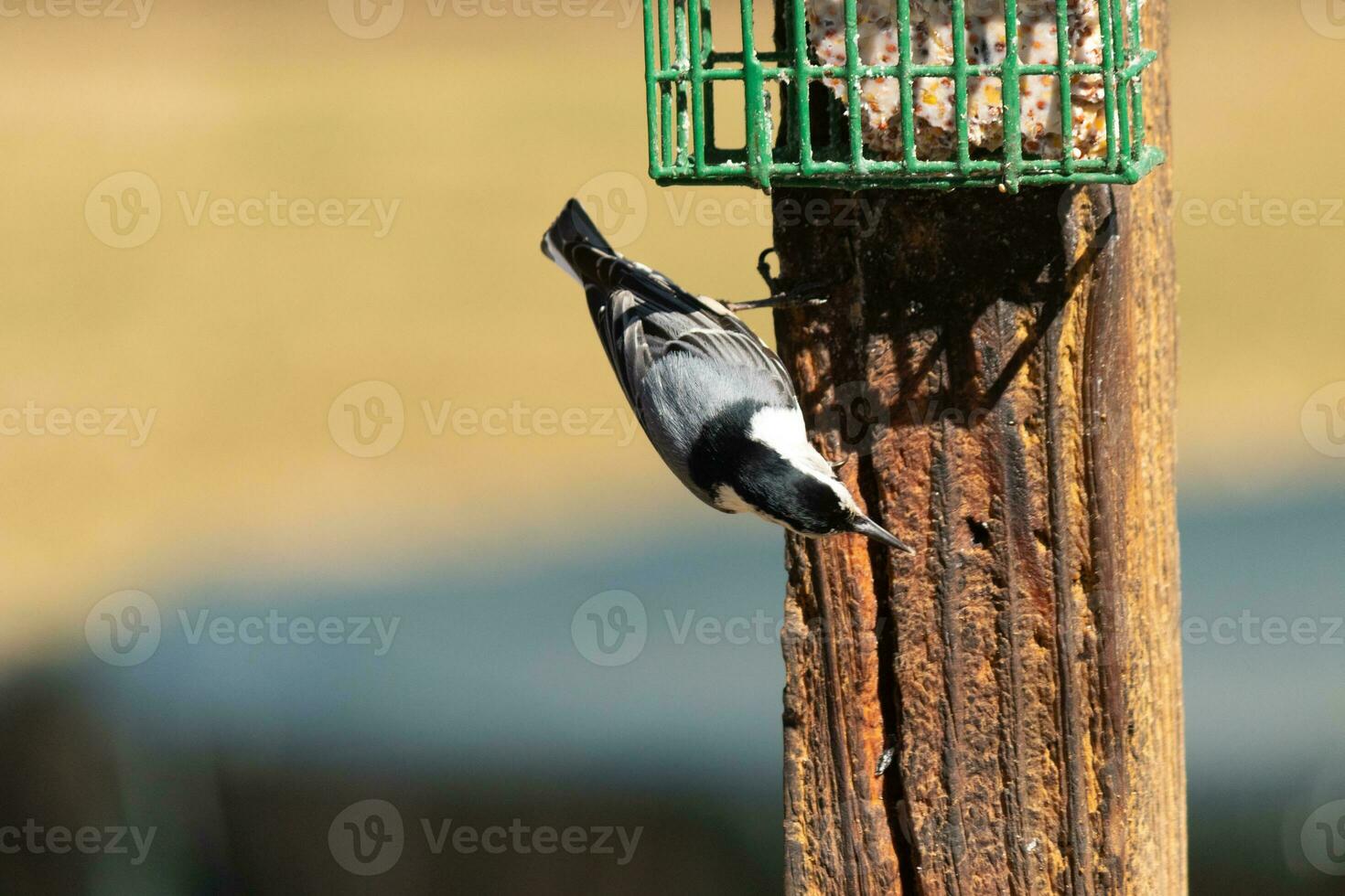 This little nuthatch bird came to the suet feeder for some food. This small bird has black and white colors like a penguin. He is clinging to the brown wooden post. photo