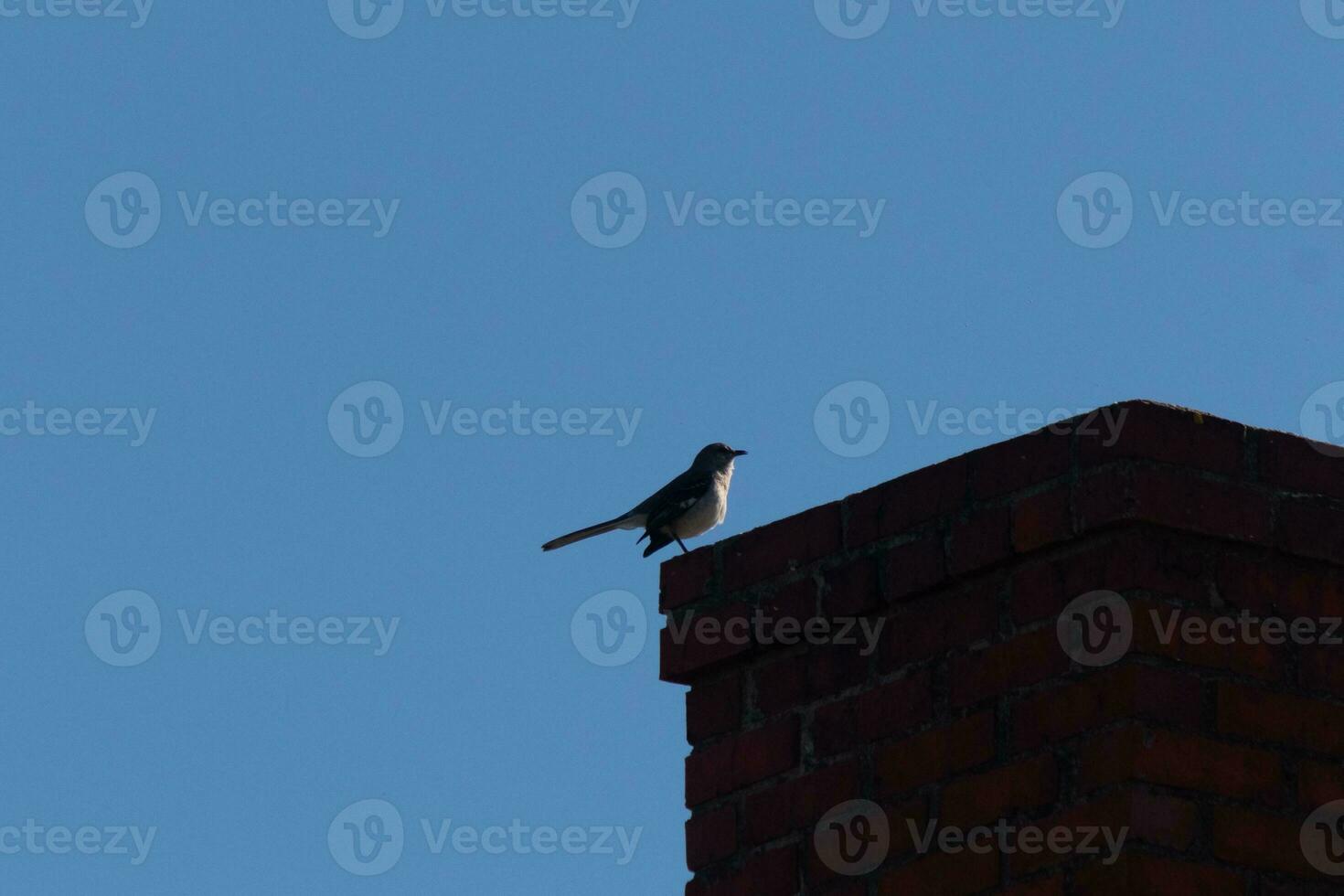 This is an image of a mockingbird sitting on the chimney of a house. The silhouette look of this avian sitting proud, resting on the red brick structure. The blue sky in the background adds to this. photo