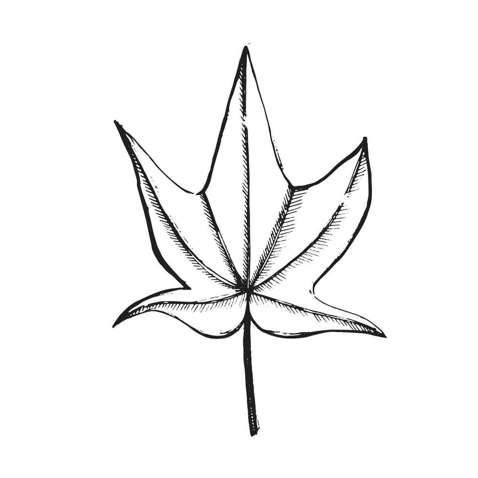 Maple leaf drawn in vector by hand on a white background with a black outline. Suitable for printing on fabric, paper, cards and invitations, decor, scrapbooking.