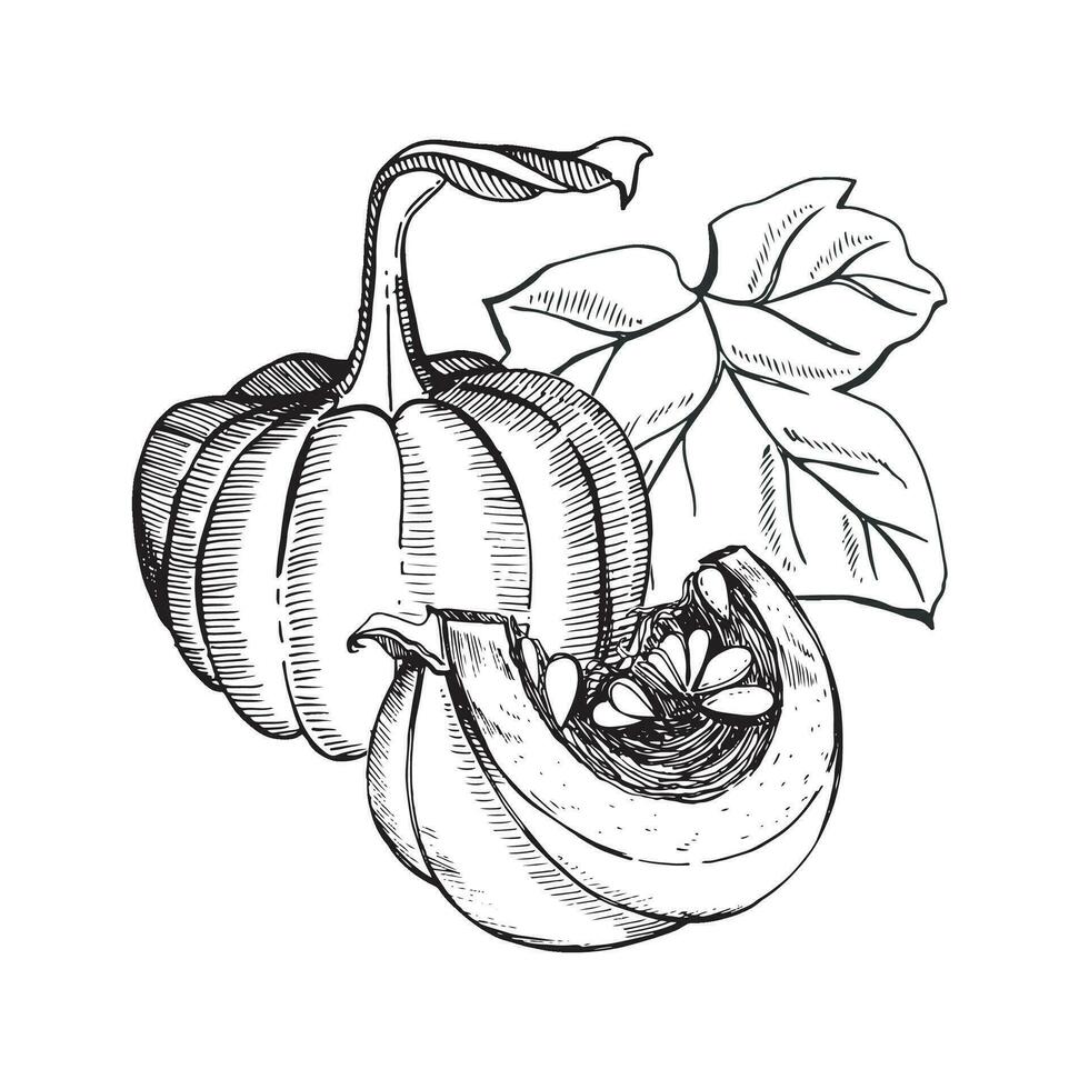 Graphic composition of pumpkins. A whole pumpkin, a pumpkin slice and a leaf in the background. Vector illustration on a white background. Suitable for printing on fabric and paper, for decor.