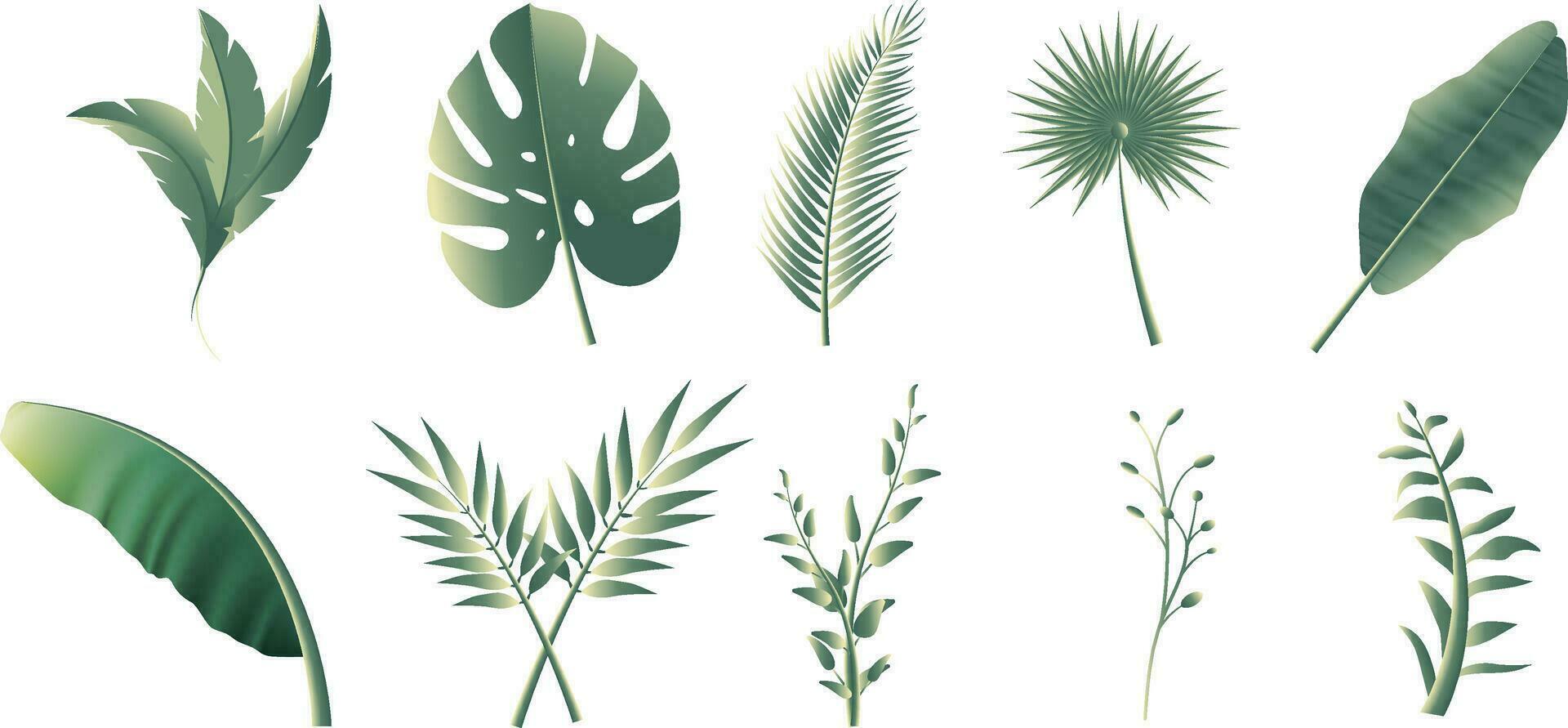 collection of pictures of tropical leaves vector